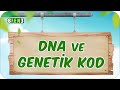 Dna ve genetik kod  tongucup 1sezon  8fen3 2024lgs