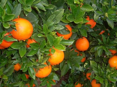 Video: Acción: plantación y cuidado, características de cultivo y recomendaciones