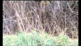 Особености охоты на руси: Охота на фазана
