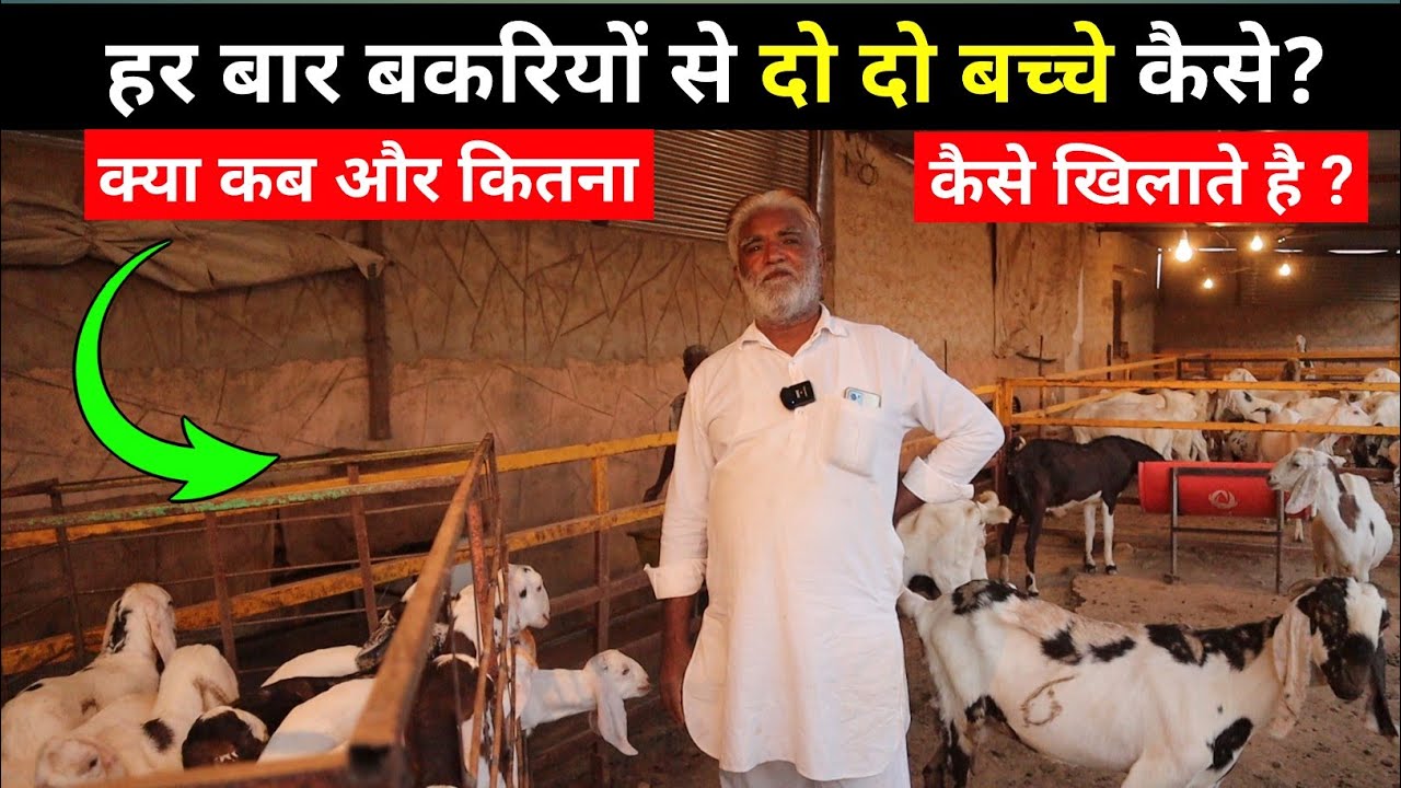 हर बार बकरियों से दो दो बच्चे कैसे? कब क्या कितना और कैसा खिलाते हैं?