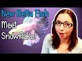 New Betta Fish (Meet My Daughter&#39;s New Betta Fish Snowflake!)
