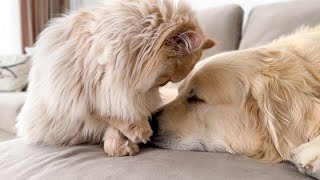 Adorable Cat Wakes Up Golden Retriever [Cuteness Overload] by Funny Dog Bailey 461,534 views 2 months ago 1 minute, 32 seconds