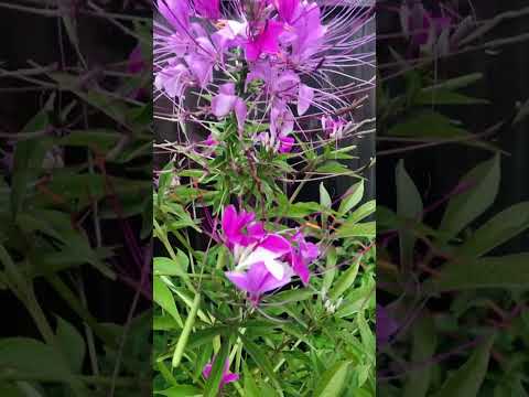 Video: Growing Cleomes: Pflanzen Sie Cleome-Spinnenblumen in Ihrem Garten
