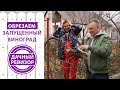 Дачный ревизор. Обрезка старого ВИНОГРАДА для повышения урожайности