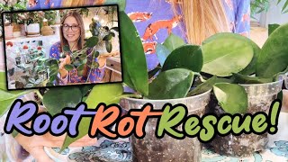 How To Save Hoyas From Root Rot and Dry Rot | Houseplant Rescue | My Method