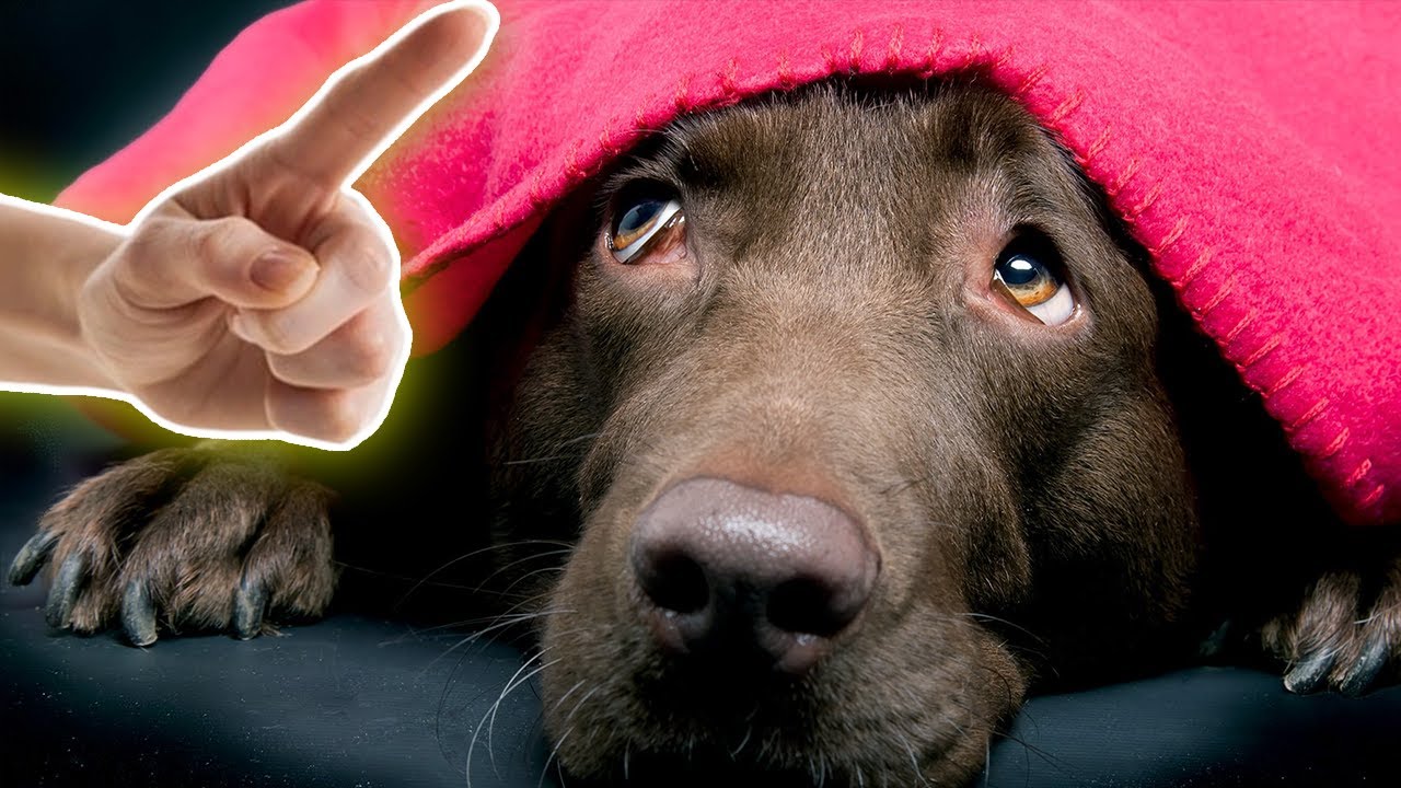 TOP 5 VĚCI, KTERÉ PSI NESNÁŠÍ A VY JE DĚLÁTE