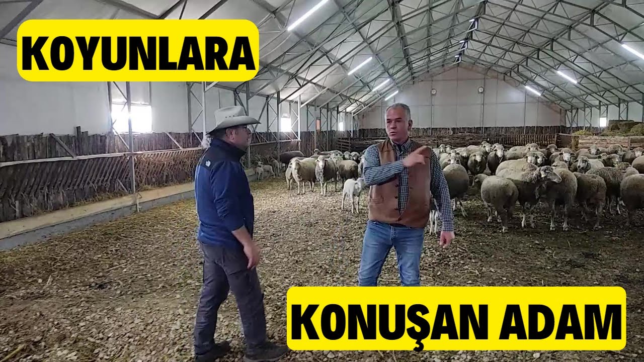KOYUNLARA KONUŞAN ADAM (Karacabey Merinos Koyununun Duayenlerinden)