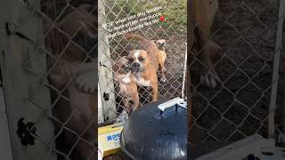 Mommy Dog and her puppies Pet Dogs (Cute &amp; Funny) 😄 #shorts #dogs