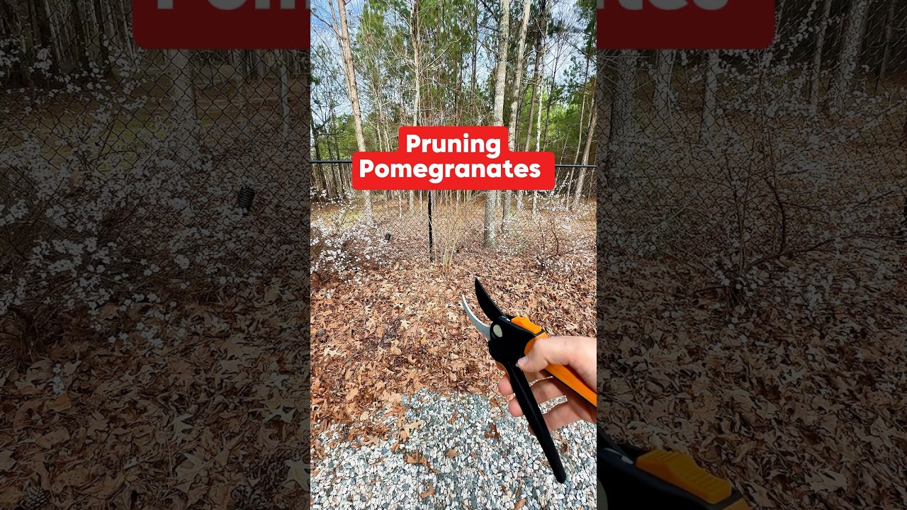 Pruning Pomegranates 