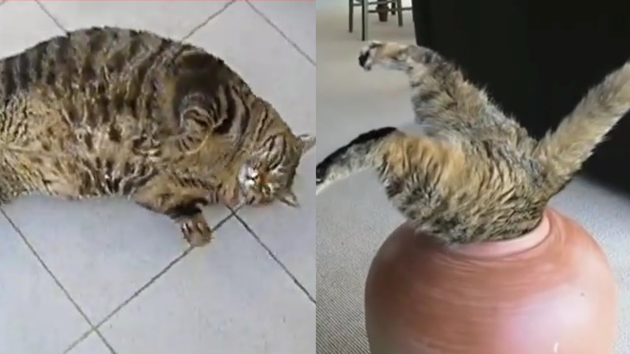 TOP 10 FUNNIEST FAT CATS!