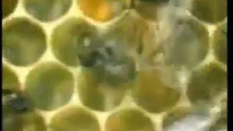 النحل من آيات الله في الكون    نشيد