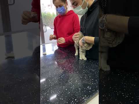 Oğlumun veteriner kontrolü.