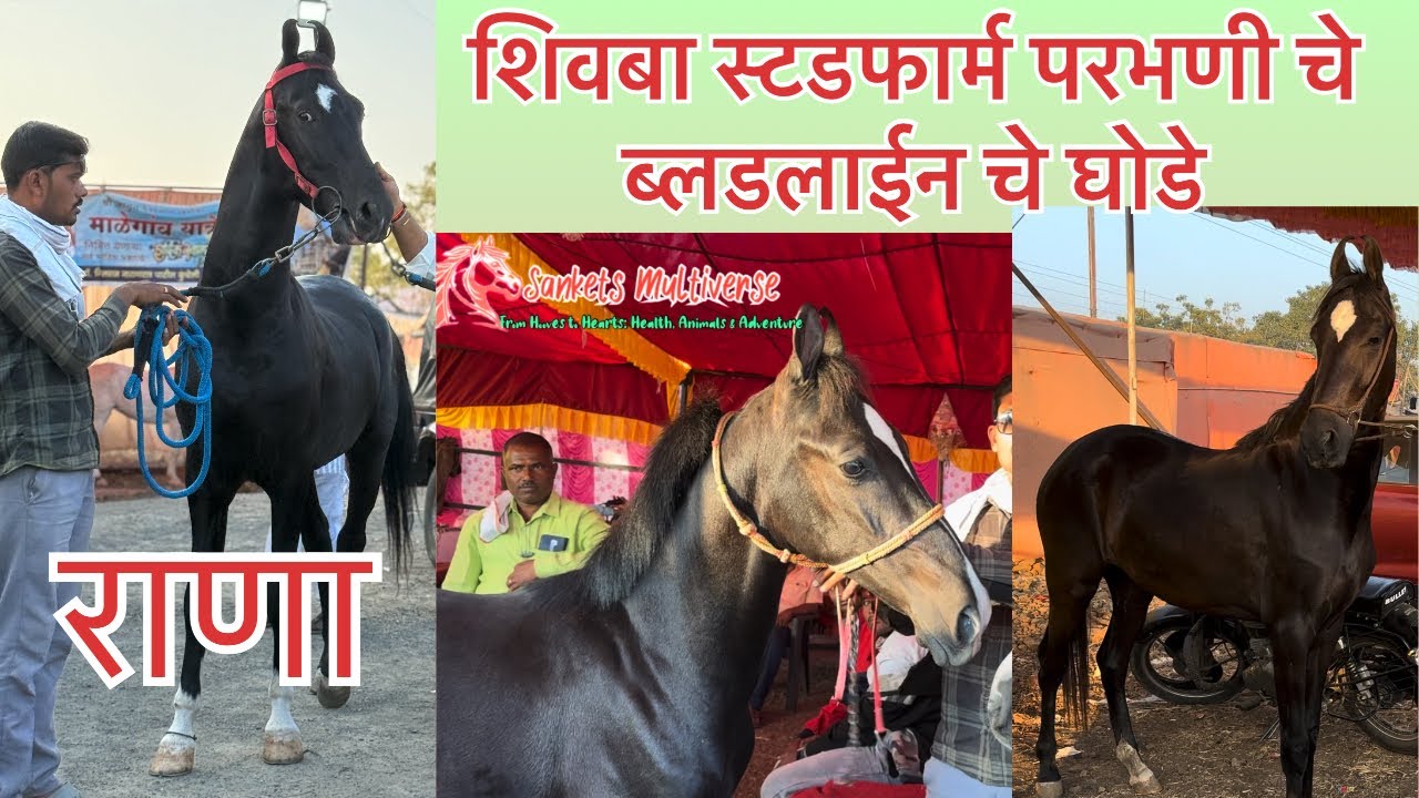 शिवबा स्टडफार्म परभणी चे ब्लडलाइन चे घोडे 