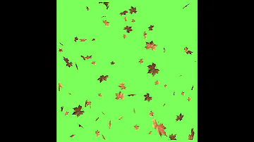 tree in the fall with falling leaves free green screen effect HD Croma key