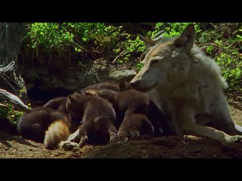 Video: Paaren sich Wölfe ein Leben lang National Geographic?