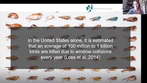 Webinar: The Issue with Birds and Glass