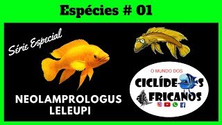 Série: Espécies #01  - Neolamprologus Leleupi