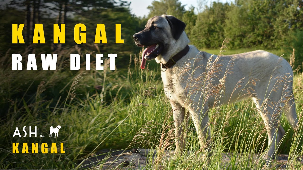 Kangal's Raw Diet 11 Month Old Turkish Kangal Dog Ash The Kangal