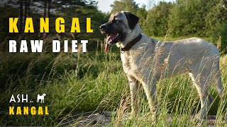 Kangal's Raw Diet | 11 Month Old Turkish Kangal Dog | Ash The Kangal by Ash The Kangal 982 views 1 year ago 11 minutes, 11 seconds