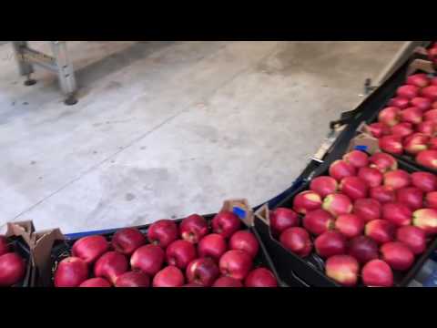 APPLES FROM POLAND - Supplier's Processing Plant | ViaDubai