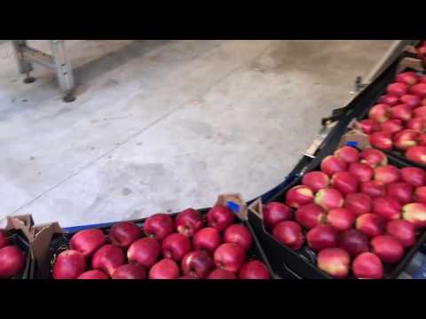 Video: When To Remove Winter Apples For Storage? When To Collect Late Varieties In The Urals And The Volga Region? How To Remove Apples From A Tree?