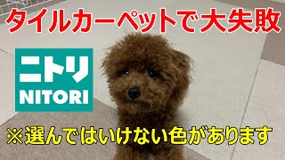 【犬と暮らす】我が家のタイルカーペット選びについて。【そらたそ日記】【トイプードル】