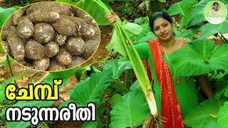 ചേമ്പ് നടീൽ ശരിയായരീതിയിൽ | ചേമ്പ് കൃഷി | Chembu Krishi Tips In Malayalam | Chembu Nadunna Reethi