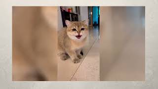 Adorable Animal Compilation: Cutest Moments Captured #AnimalLovers #CutenessOverload
