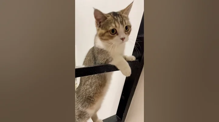 Video 2125051: munchkin kitten kucing, munchkin cat kucing, munchkin cute kittens cat, cat kitten cutecat pets, adorablecats animals straycats cutecat