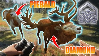 Diamond AND Piebald on FIRST Red Deer Hunt! | theHunter: Call of the wild Hirschfelden Reserve [12]