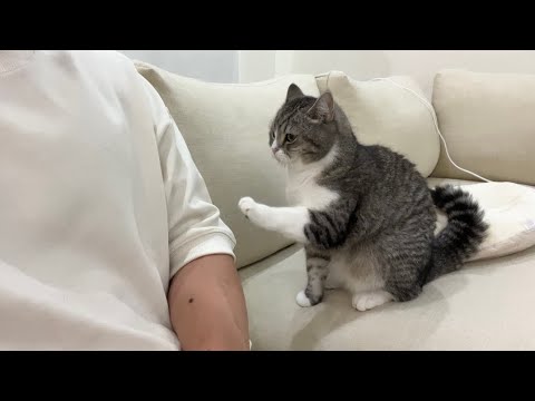 映画に夢中で甘えんぼ猫を無視してたらこうなりました…