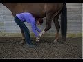 Horse Stretch For Hamstring Muscles of the Hind Leg: Forward Farrier