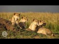 Pride of Lion Feasting in Ruaha  | 360° Virtual Tour