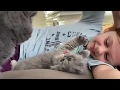 Unser süßer Kätzchen Wurf/BKH-Perser Kitten/Funny Pets/cute Little Kitten/süße Baby Kätzchen/cutecat