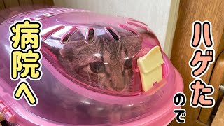 子猫が意外な理由で病院に行くことに...