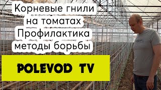 Корневые гнили на томатах. Профилактика, методы борьбы.