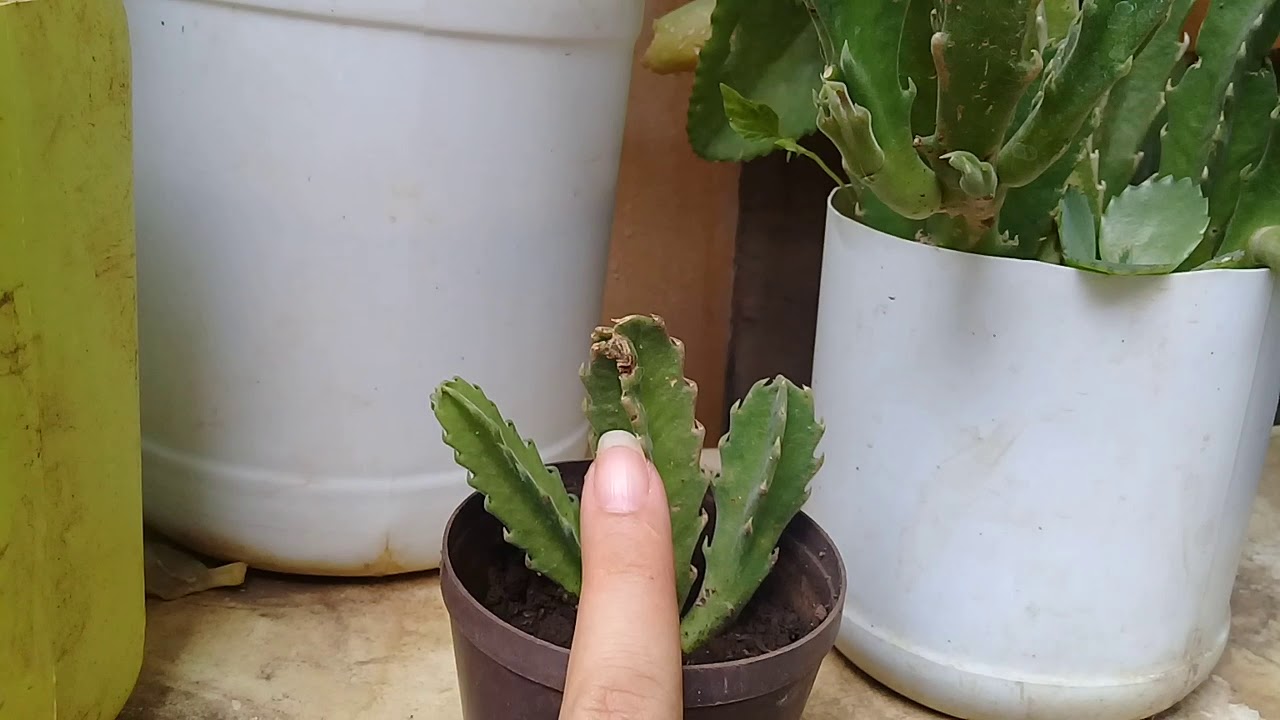 Cactus o planta carnívora? - thptnganamst.edu.vn