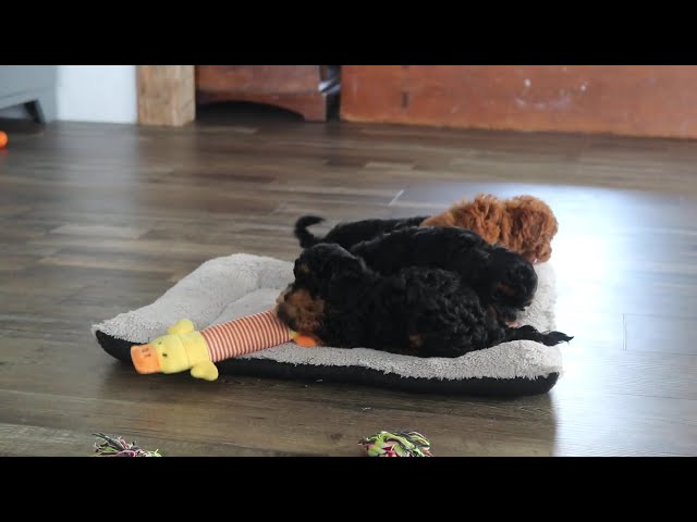 Leo video thumbnail