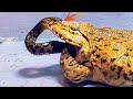 Wow asian bullfrog tries eats to big snake warning live feeding