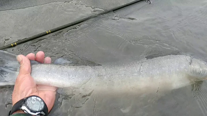 Big Bull Trout On the Squamish - Fraser Legends Fishing 2017 12 04