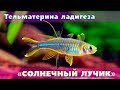 СОЛНЕЧНЫЙ ЛУЧИК в аквариуме | Тельматерина ладигеза - Marosatherina ladigesi