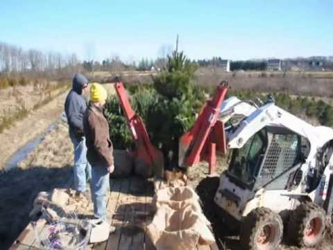 Transplanting 5 6 Ft White Pines Being Dug For Spring 2017 S In Transplanting 5 6 Ft White Pines Being Dug For Spring 2017 S In Central And Eastern Pa