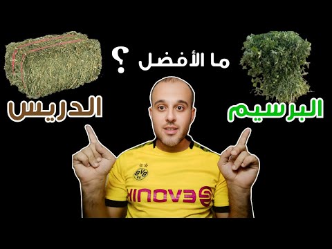 ما الأفضل البرسيم أم الدريس في تسمين وتربية الأغنام والماعز
