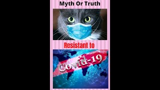 Cats Resistant to Covid 19 Reinfection Myth or Truth by Cats Youtube Lover 10 views 3 years ago 1 minute, 36 seconds