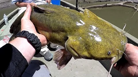Daytime Flathead Fishing Tips