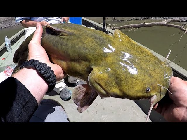 Vertical Jigging For Daytime Flathead Catfish 