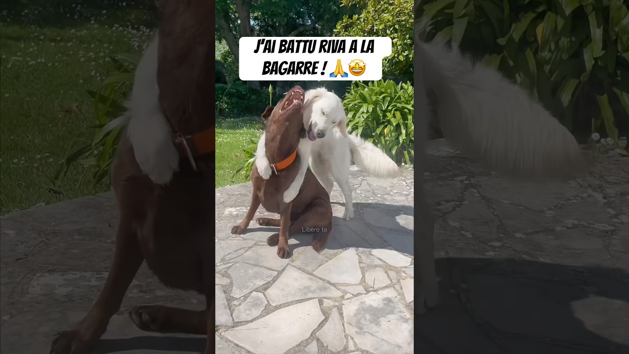 J’ai un peu pété les plombs nan ? 😅#goldenretriever #chien #drole #animaux #bretagne