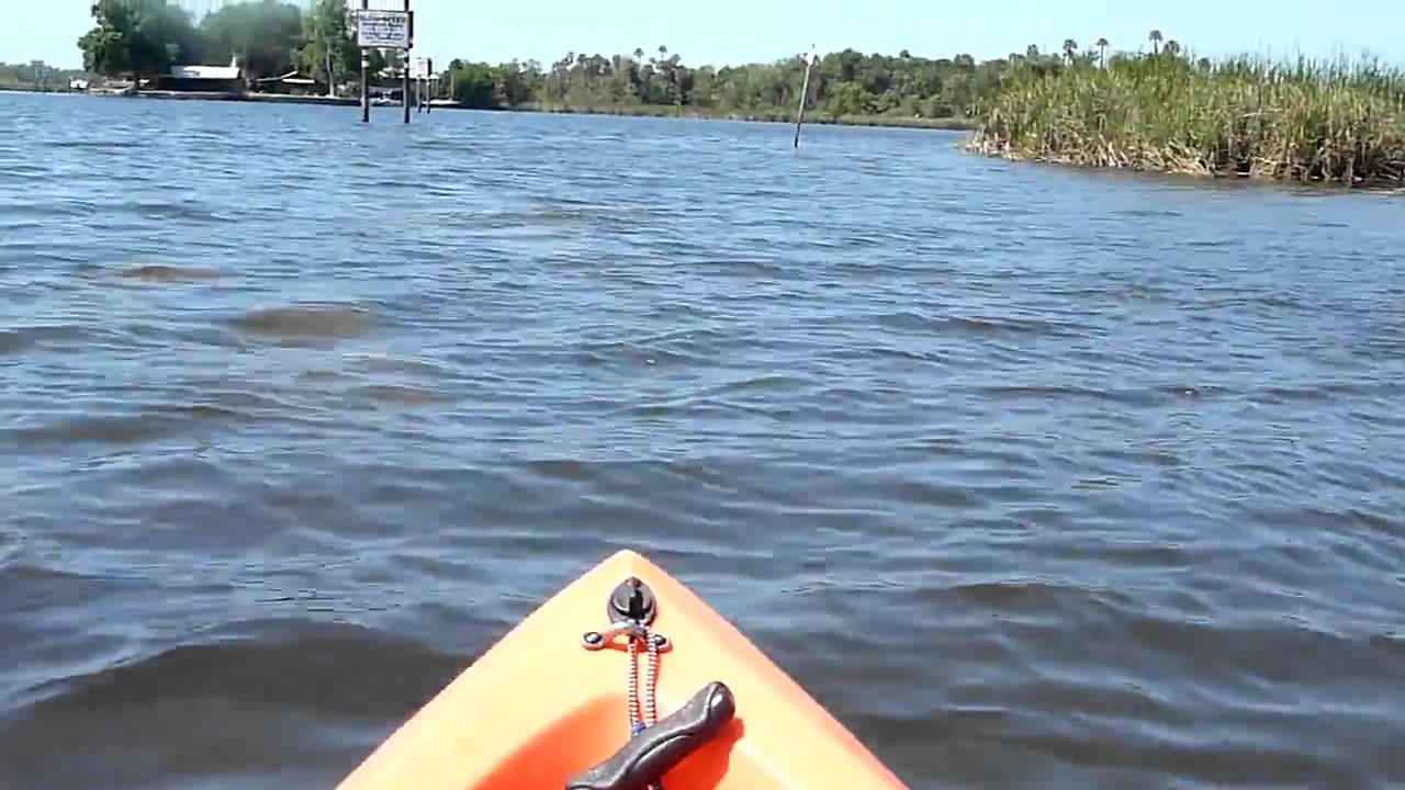 Kayaking with manatees in Cedar Key Florida YouTube