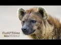 مملكة الضباع | نات جيو وايلد العربية | Nat Geo Wild Arabic