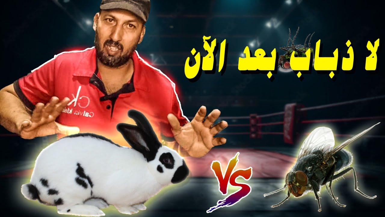 حشره خطيره تفتك بحياه الارنب